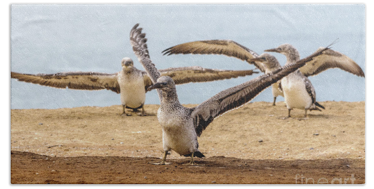 Gannet Beach Towel featuring the photograph Gannet Chick 2 - Flying School by Werner Padarin