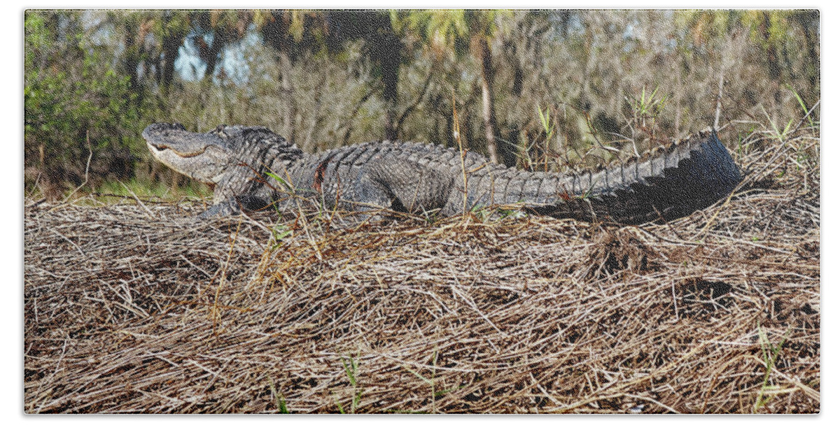 American Alligator Sunning Beach Towel featuring the photograph Gator Sunning by Sally Weigand