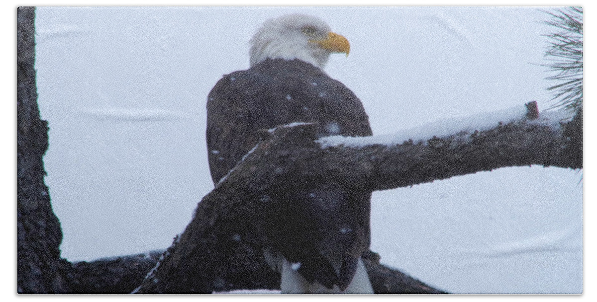 Agle Beach Towel featuring the photograph Gazing eagle by Jeff Swan