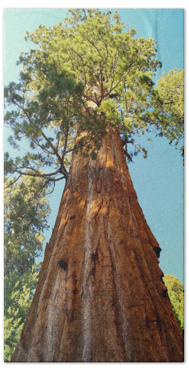 California Beach Towel featuring the photograph General Sherman Tree by Beth Collins
