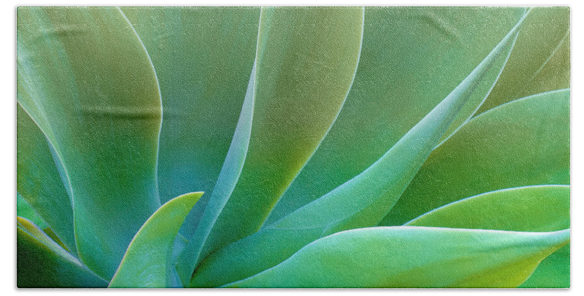 Agave Beach Towel featuring the photograph Gentle Curves of Agave attenuata by Ram Vasudev