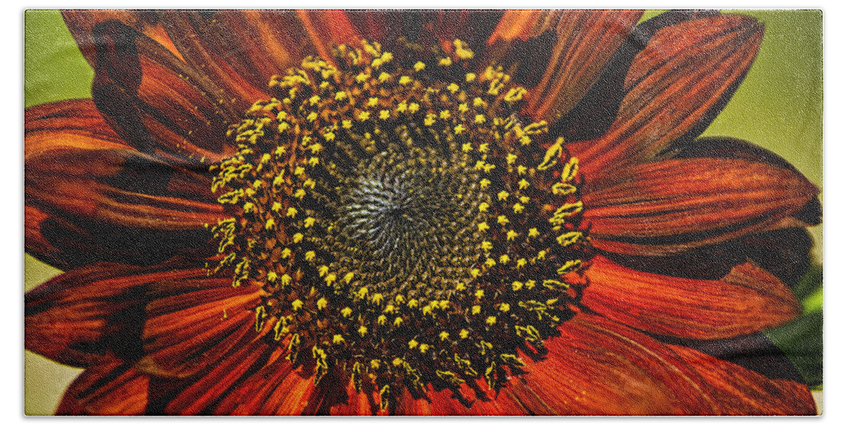 Flowers Beach Towel featuring the photograph Gerber Daisy Full On by Roger Passman