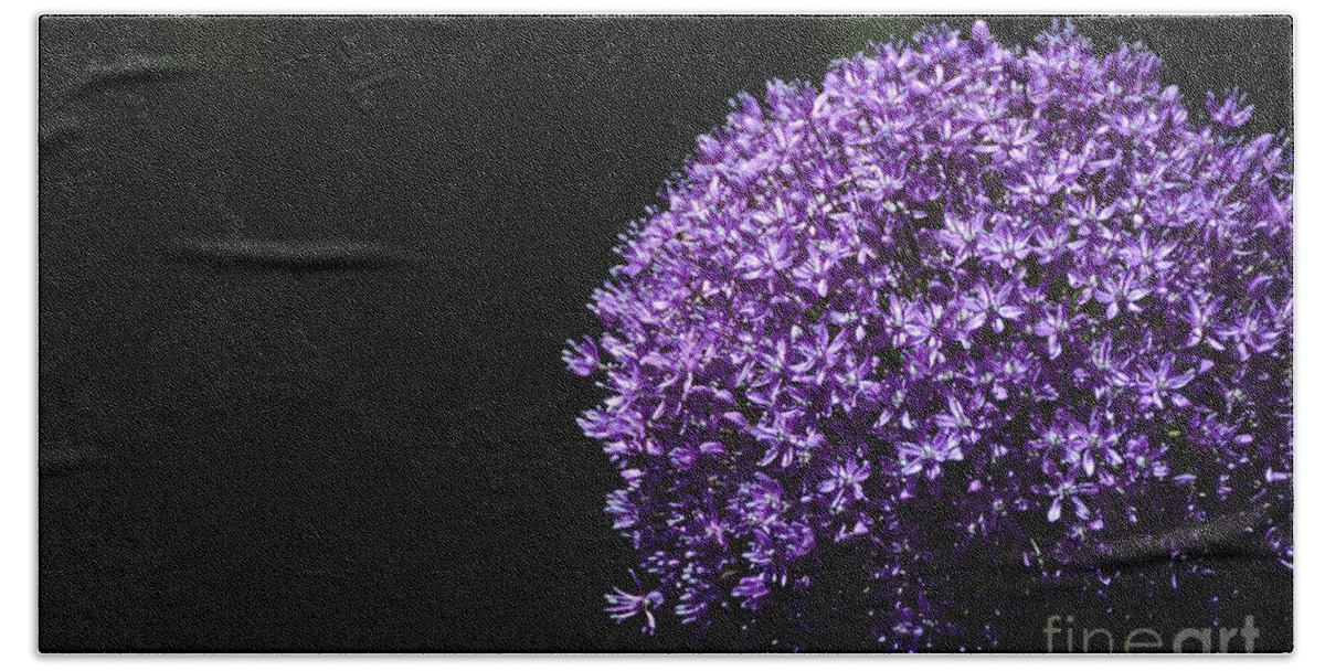Flower Beach Sheet featuring the photograph Giant Allium by Andrea Silies