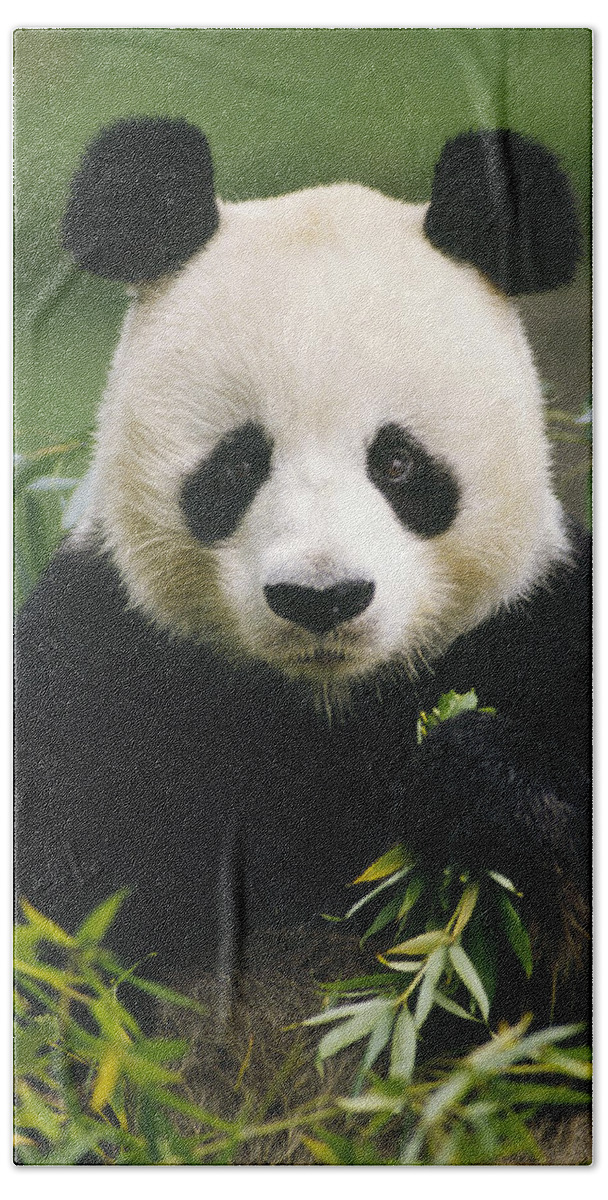 Mp Beach Towel featuring the photograph Giant Panda Ailuropoda Melanoleuca by Gerry Ellis