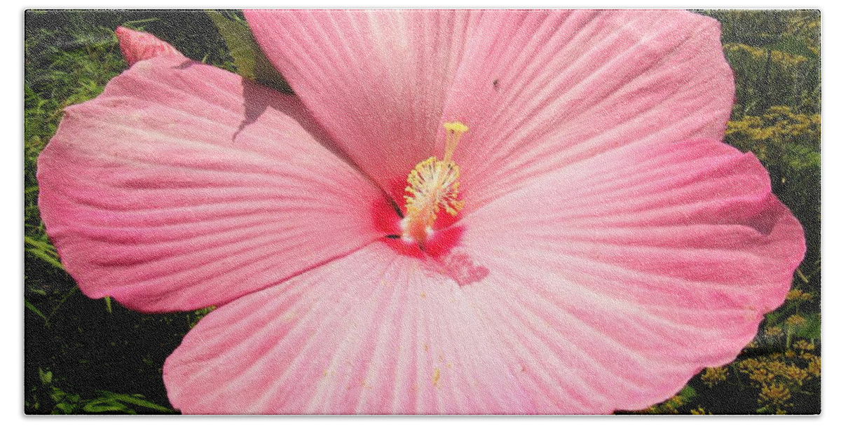 Giant Pink Hibiscus Giant Flowers Giant Pink Flowers Rare Flowers Large Flowers Big Flowers Pink Flora Beach Towel featuring the photograph Giant Pink Hibiscus by Joshua Bales