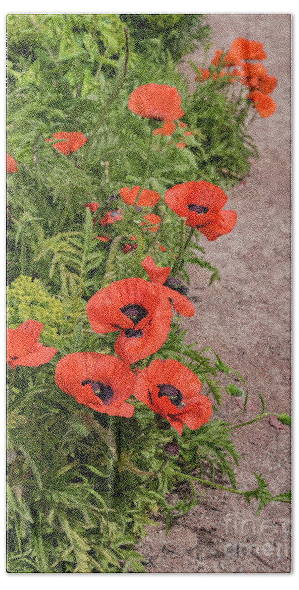 Path Beach Towel featuring the photograph Giant red poppies by Sophie McAulay