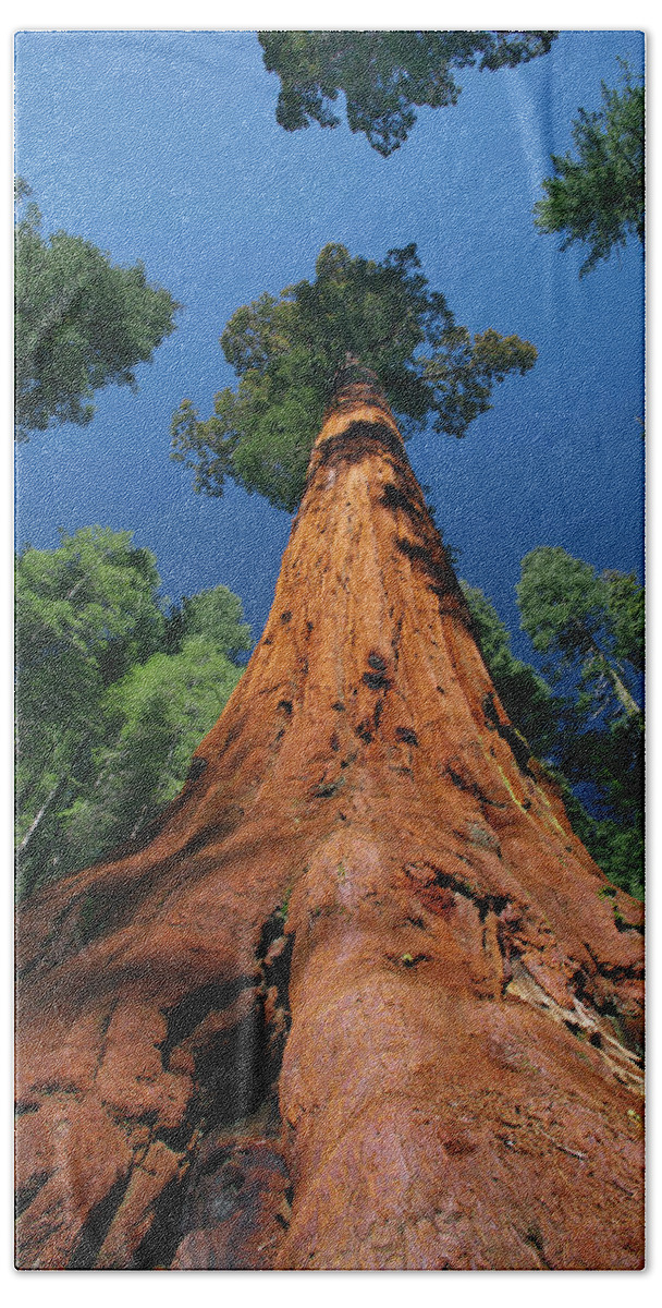 00553424 Beach Towel featuring the photograph Giant Sequoia in Yosemite by Jeff Foott