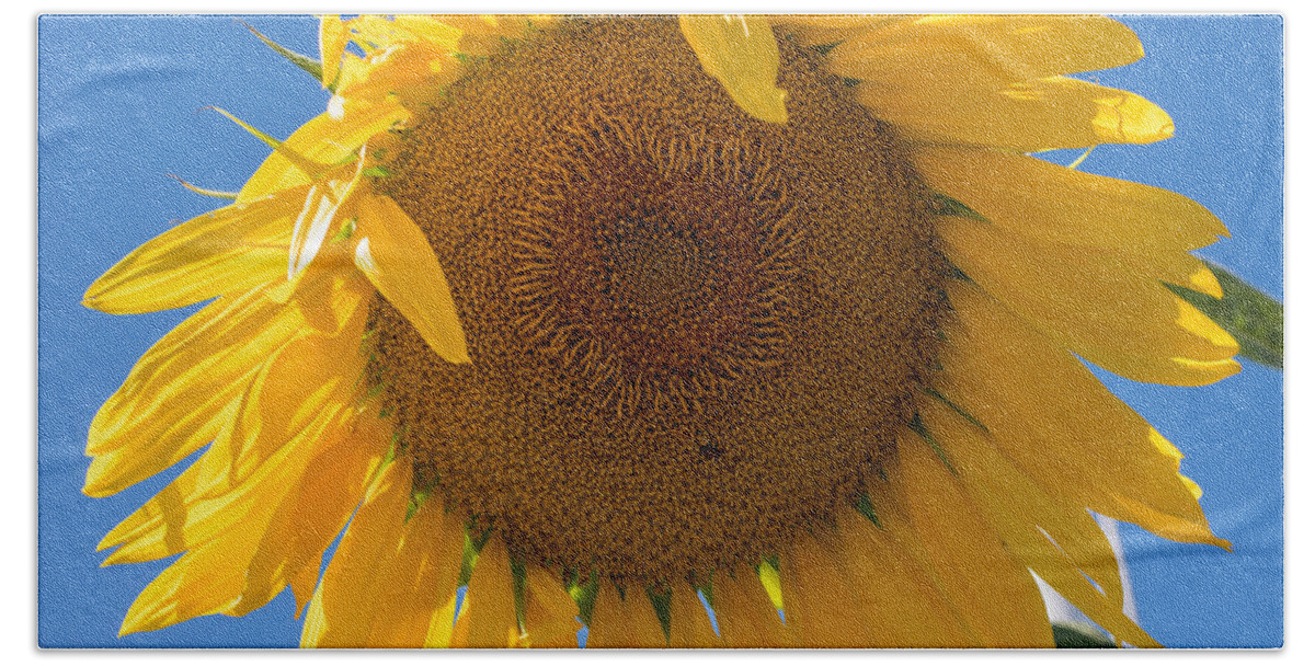 Terry D Photography Beach Towel featuring the photograph Giant Sunflower Blue Sky by Terry DeLuco