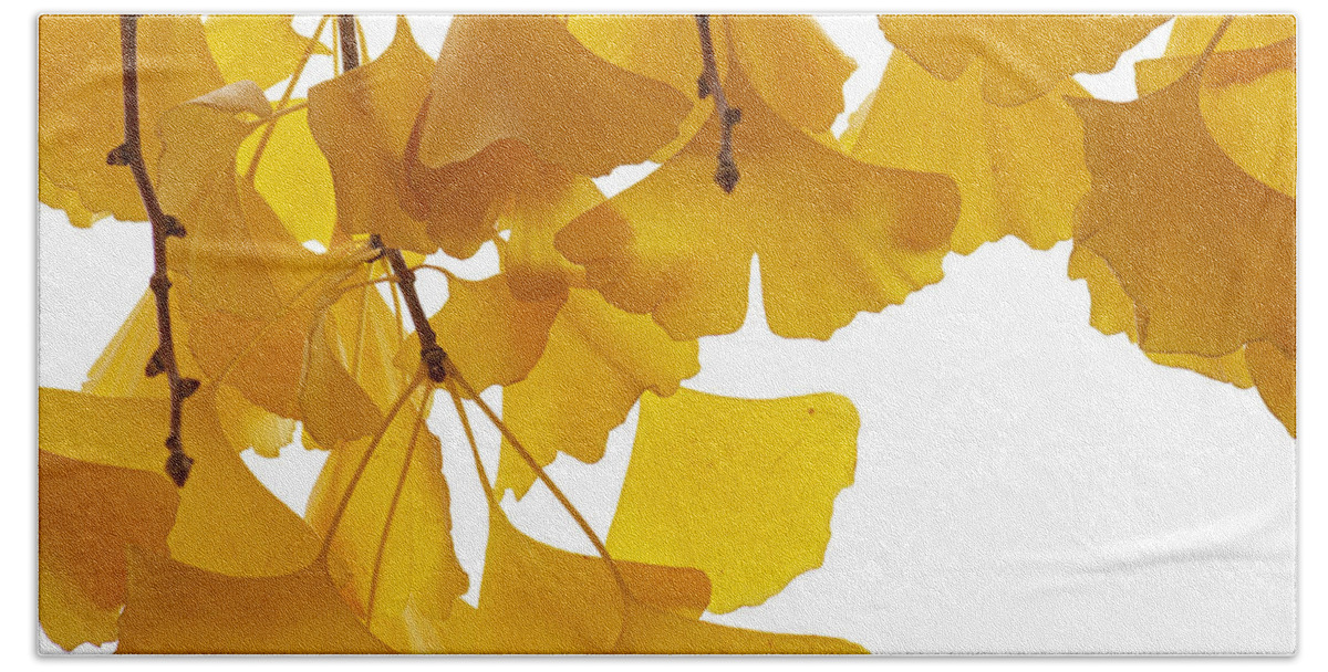 Fn Beach Towel featuring the photograph Ginkgo Ginkgo Biloba Leaves In Autumn by Aad Schenk
