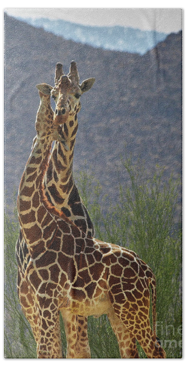 Giraffe Beach Towel featuring the photograph Giraffe Hug by Steve Ondrus