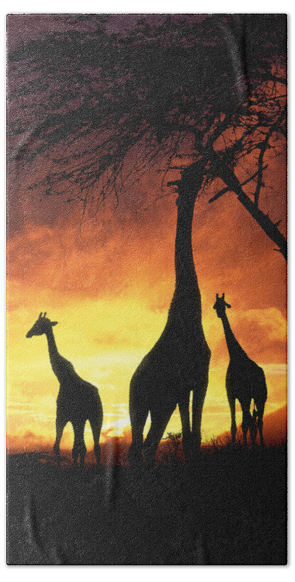 Giraffa Camelopardalis Beach Towel featuring the photograph Giraffes at Runrise by Warren Photographic