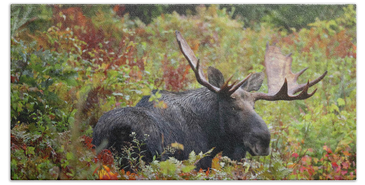 Moose Beach Towel featuring the photograph Giving Me the Eye by Duane Cross