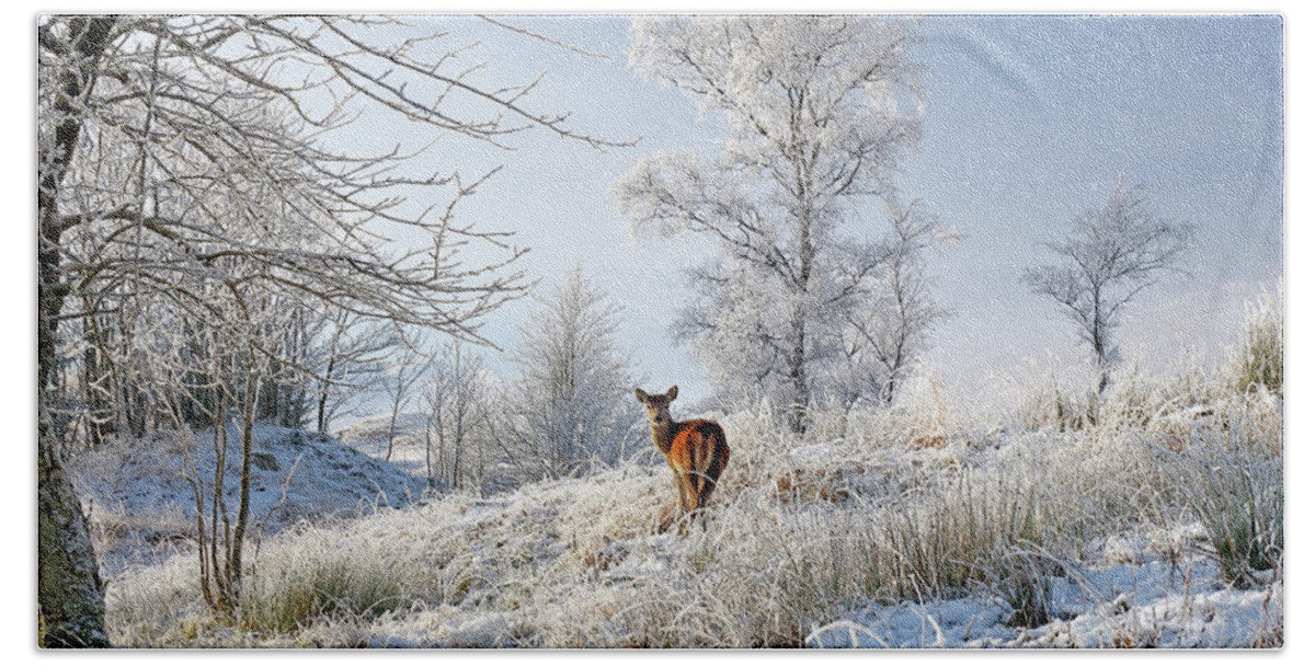 Glen Shiel Beach Sheet featuring the photograph Glen Shiel Misty Winter Deer by Grant Glendinning