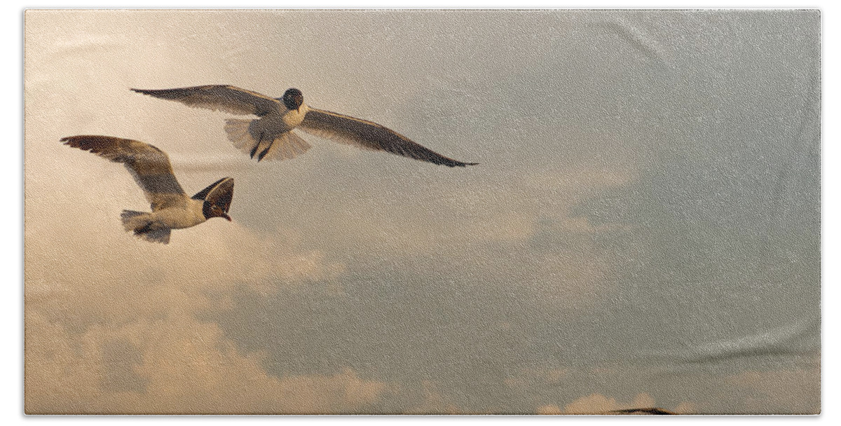 Seagulls Beach Sheet featuring the photograph Gliders by Don Spenner