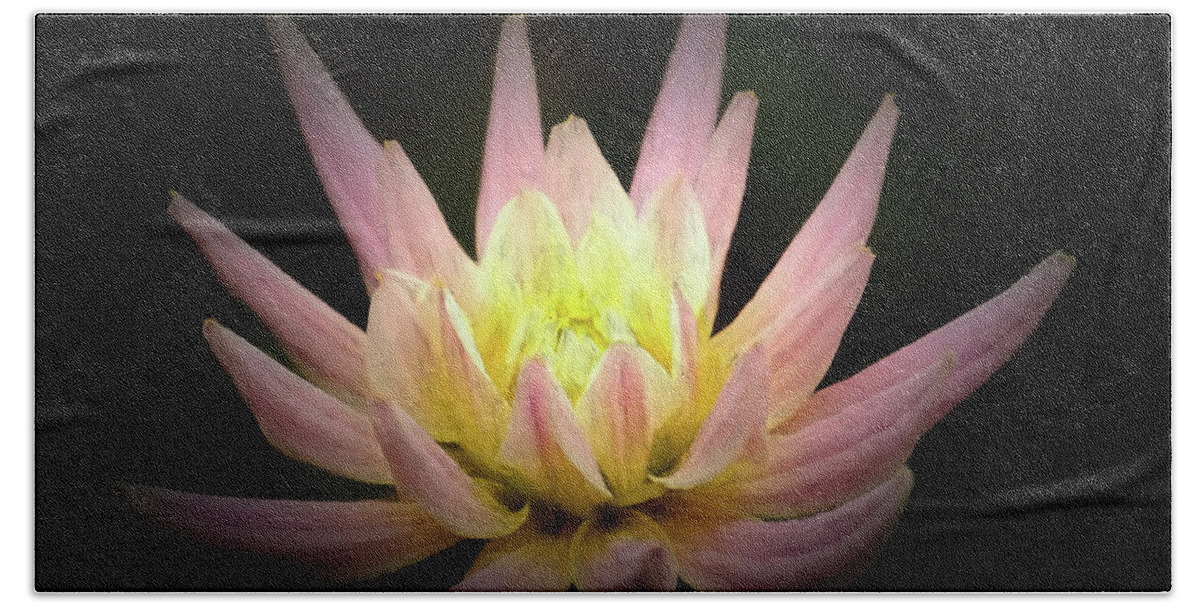 Dahlia Beach Towel featuring the photograph Glowing from Within by Inge Riis McDonald