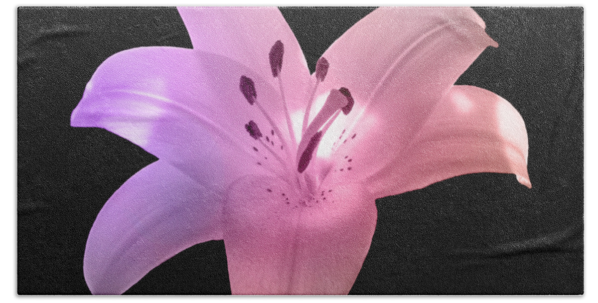 Pink Beach Towel featuring the photograph Glowing Pink Lily On Black by Johanna Hurmerinta