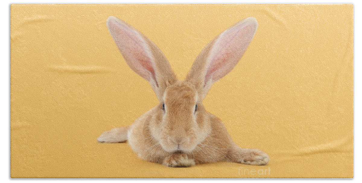 Giant Rabbit Beach Towel featuring the photograph Go ahead I'm all Ears by Warren Photographic