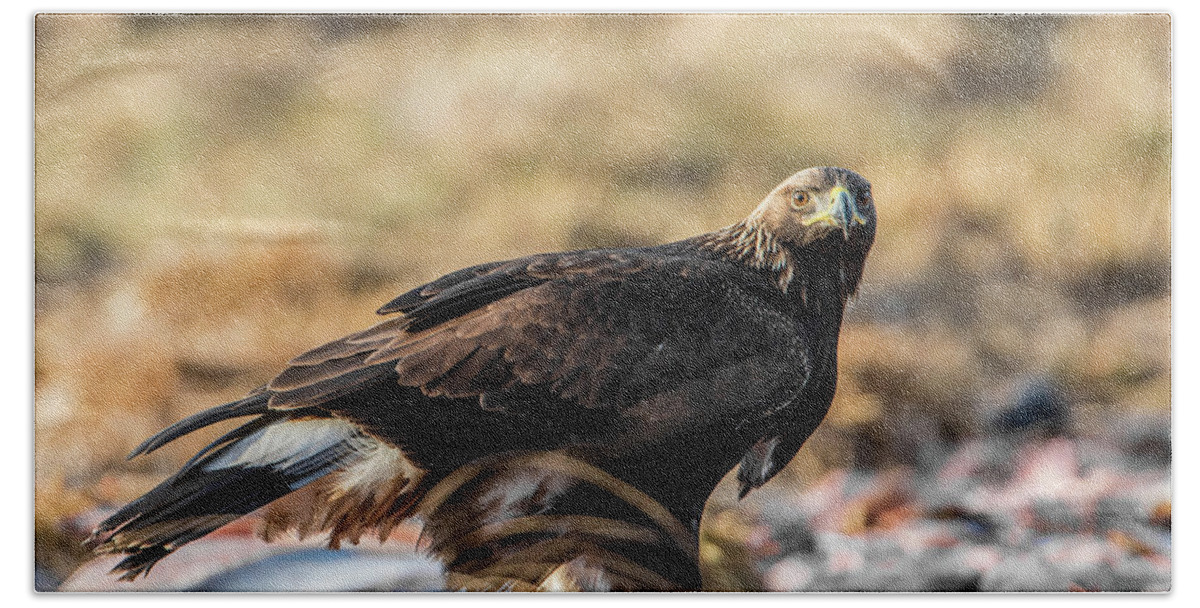 Golden Eagle Beach Towel featuring the photograph Golden Eagle's Glance by Torbjorn Swenelius