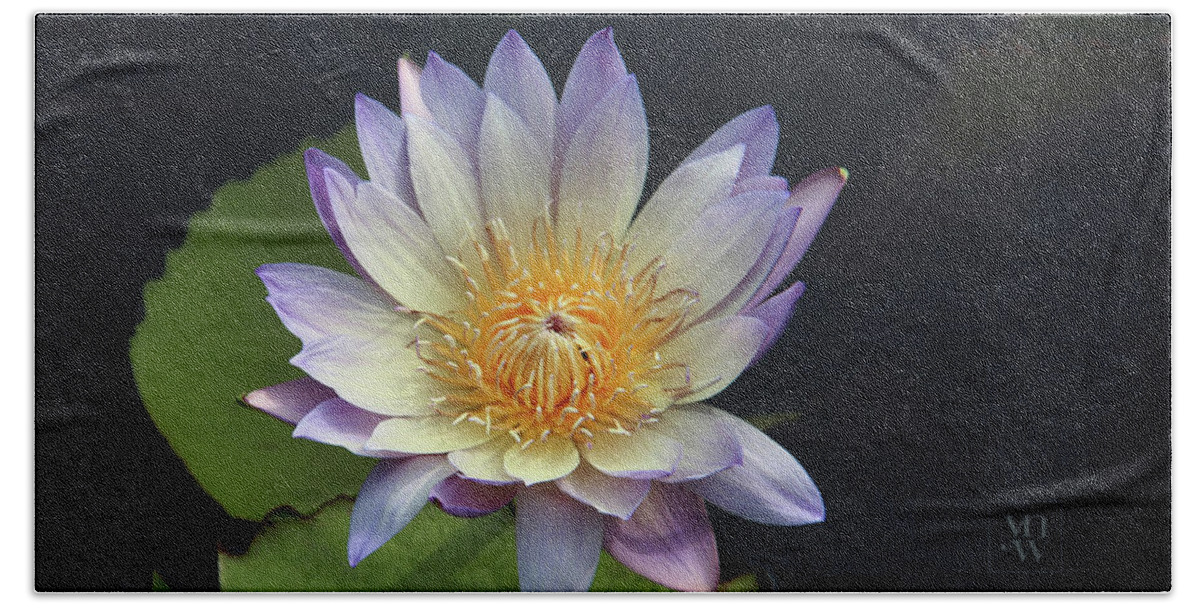 Water Lilies Beach Sheet featuring the photograph Golden Hue by Yvonne Wright