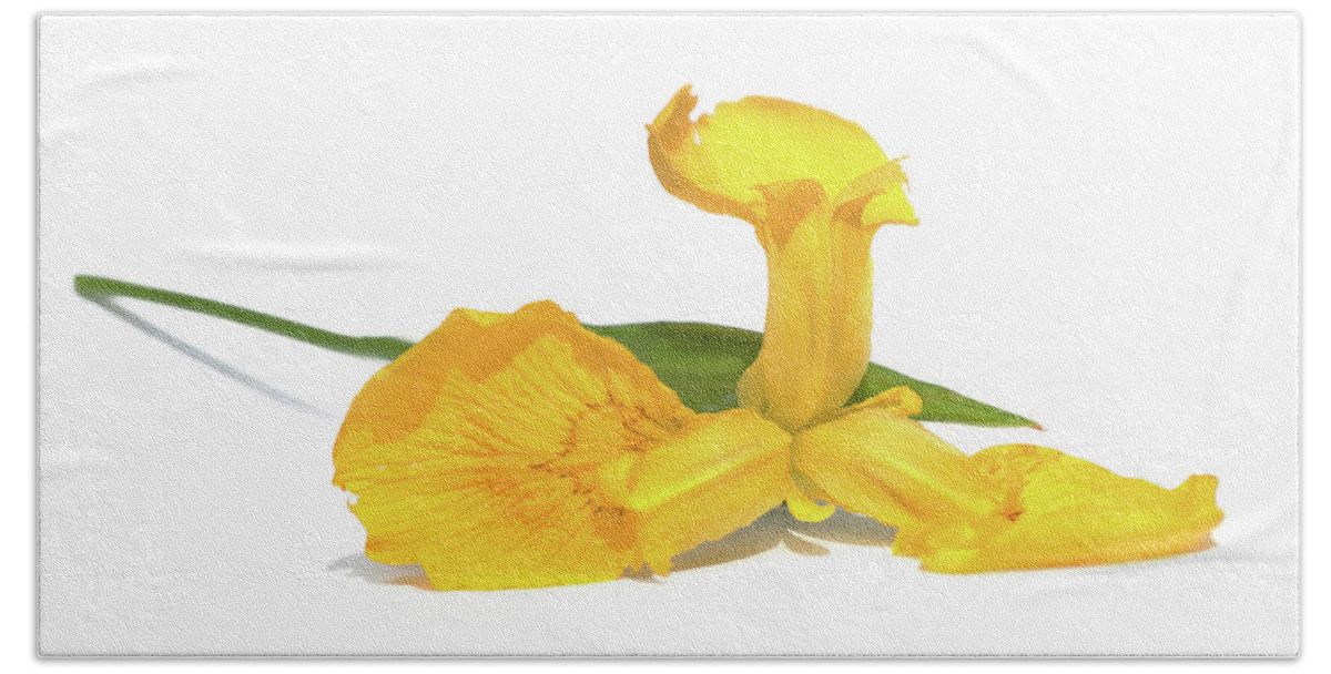 Yellow Iris Beach Towel featuring the photograph Golden Iris by Terri Waters