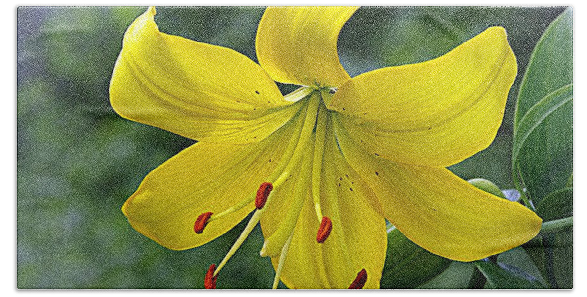 Yellow Lily Beach Towel featuring the photograph Golden Lily by Karen McKenzie McAdoo
