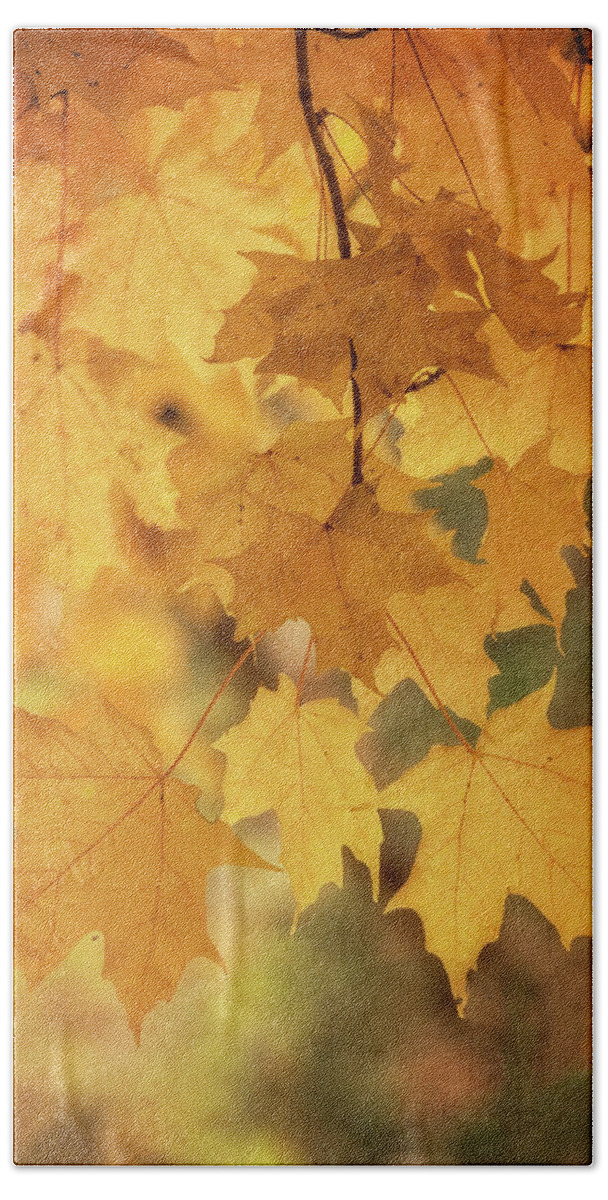 Maple Leaves Beach Towel featuring the photograph Golden Maple by Saija Lehtonen
