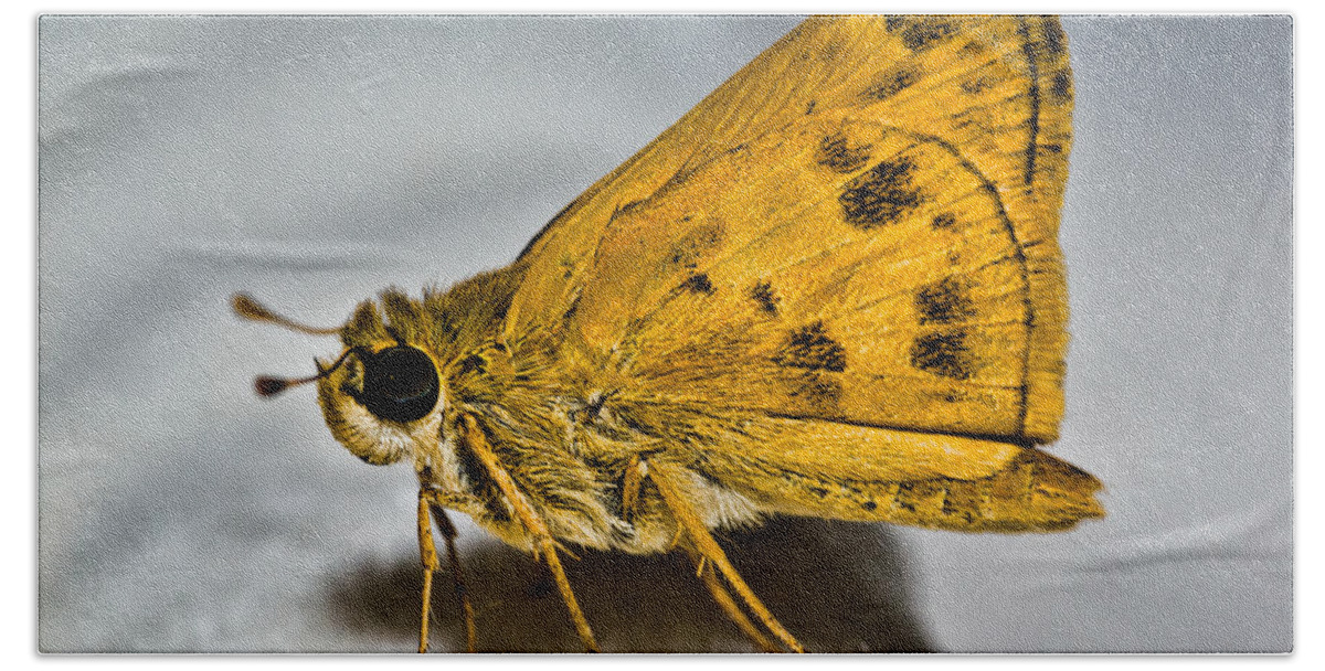 Photograph Beach Towel featuring the photograph Golden Moth by Christopher Holmes