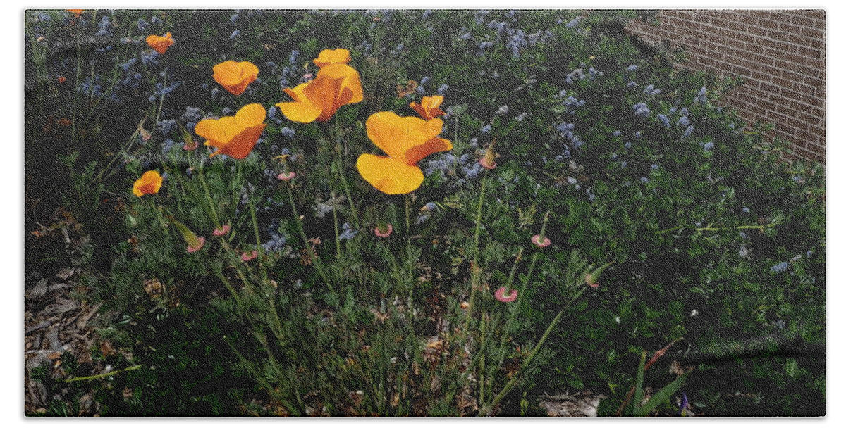 Botanical Beach Towel featuring the photograph Golden Poppy Path by Richard Thomas