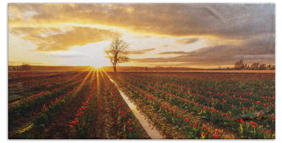 Tulip Fields Beach Towel featuring the photograph Golden Skagit Valley Sunset by Mike Reid