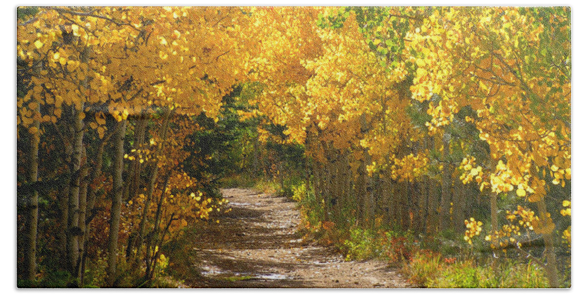 Fall Autumn Walk Path Hike Aspen Rocky Mountains Goldhill Sunny Beach Towel featuring the photograph Golden tunnel by George Tuffy