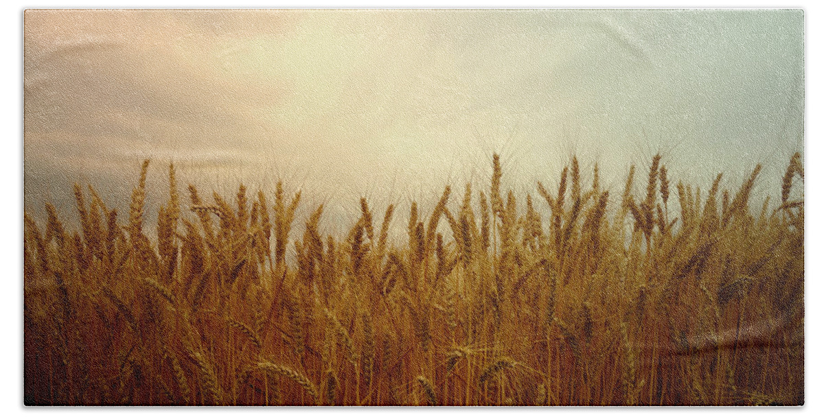 Wheat Beach Towel featuring the photograph Golden Wheat by Kae Cheatham
