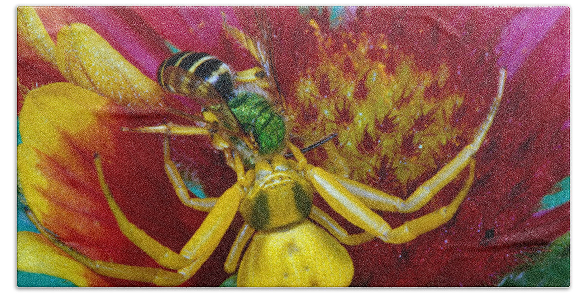 Photography Beach Towel featuring the photograph Goldenrod Crab Spider Misumena Vatia by Panoramic Images