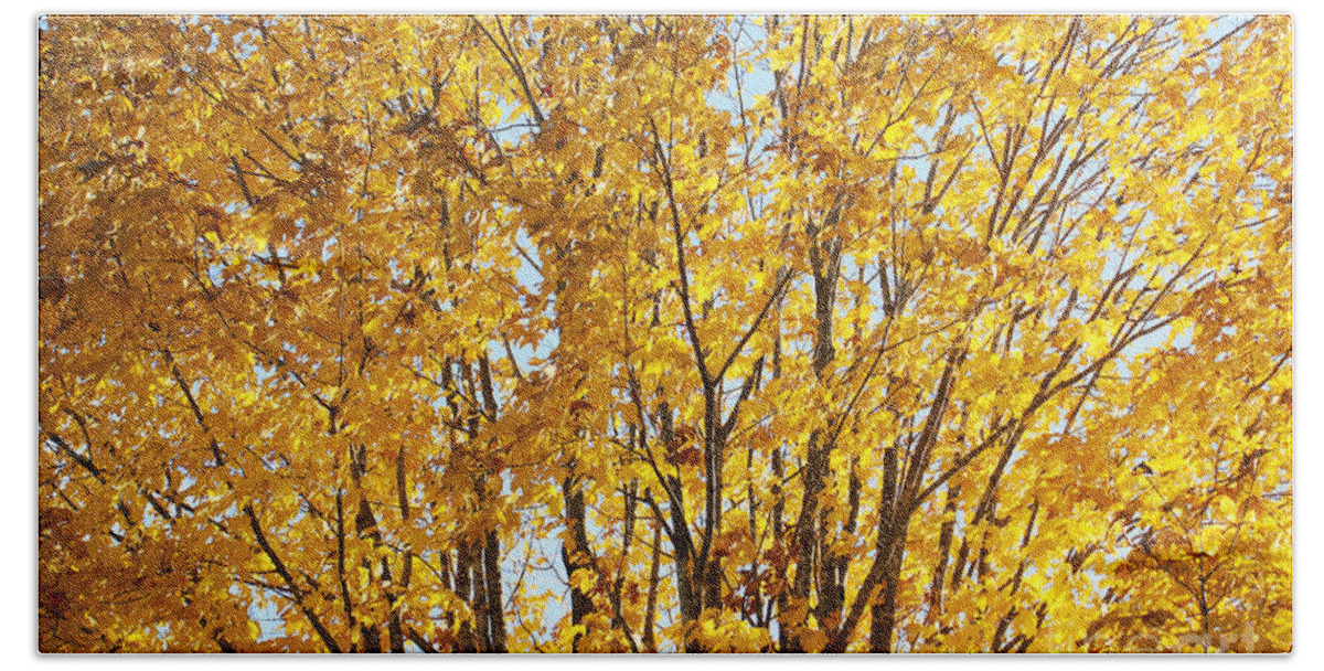 Tree Beach Towel featuring the photograph GoldenYellows by Aimelle Ml