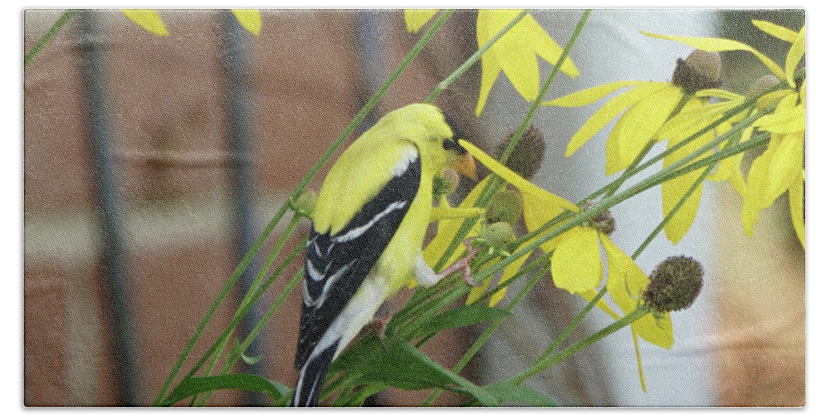 Goldfinch Beach Towel featuring the photograph Goldfinch Lunchtime by Robert E Alter Reflections of Infinity