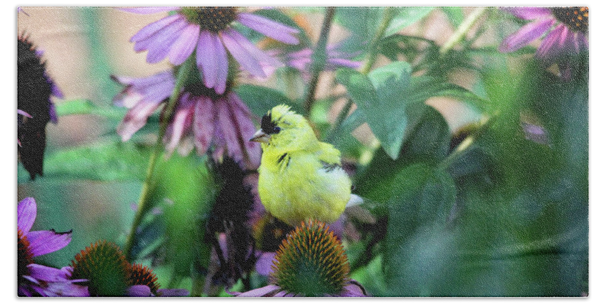 Birds Beach Towel featuring the photograph Goldfinch on Coneflowers by Trina Ansel