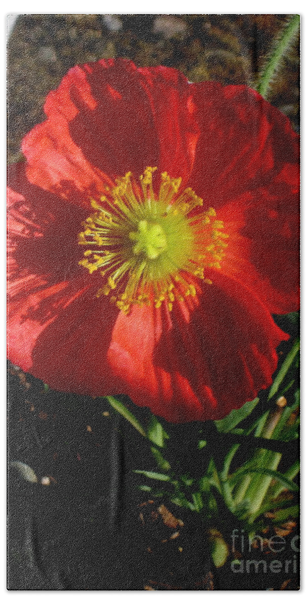 Flower Beach Towel featuring the photograph Good evening Poppy by Marie Neder