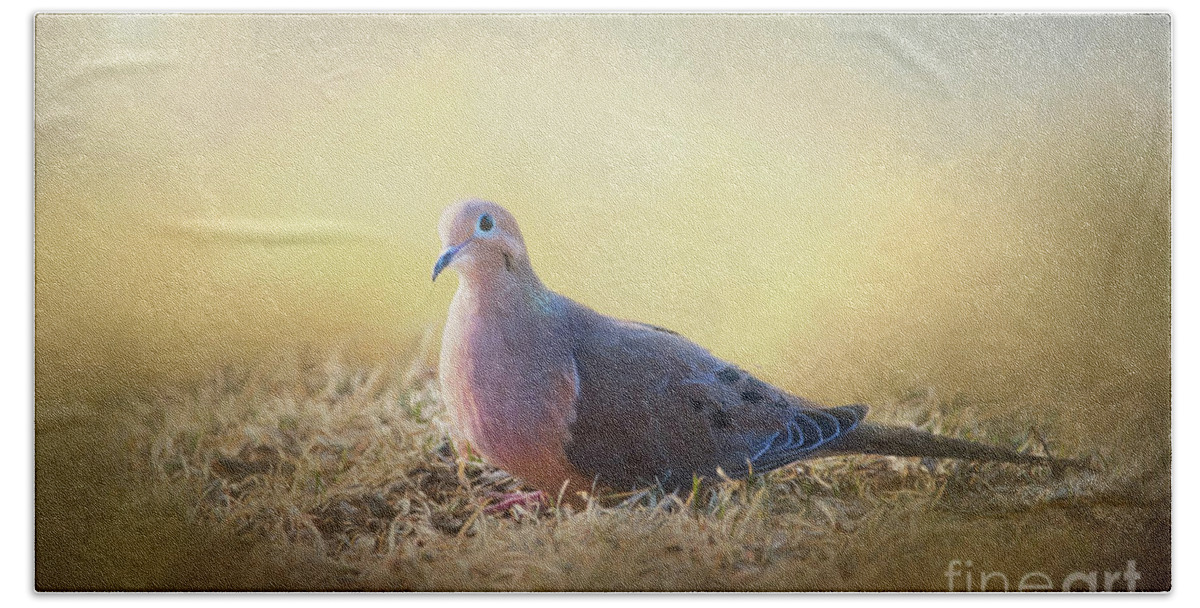 Bird Beach Sheet featuring the mixed media Good Mourning Dove by Sharon McConnell