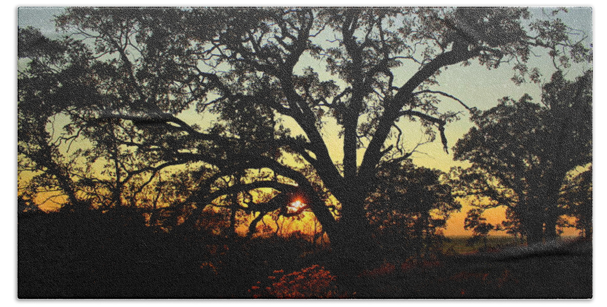 Sun Beach Sheet featuring the photograph Good Night Tree by Viviana Nadowski