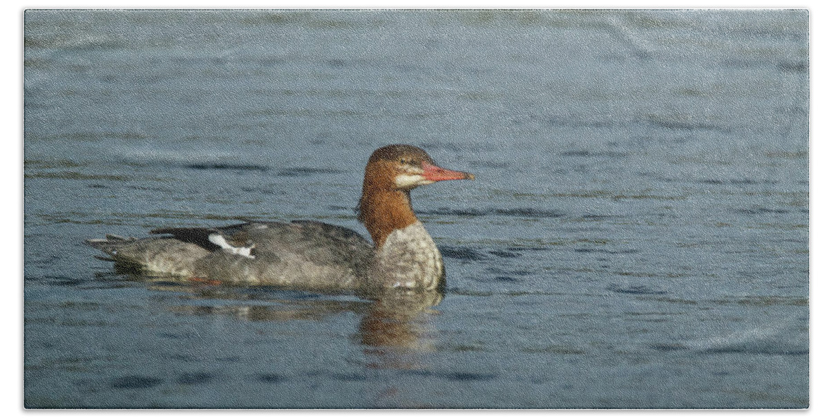 Common Beach Towel featuring the photograph Goosander 9816 by Michael Peychich
