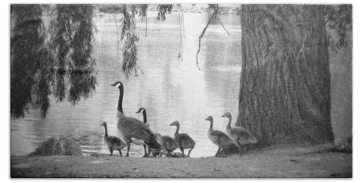 Geese Beach Sheet featuring the photograph Goslings BW7 by Clarice Lakota