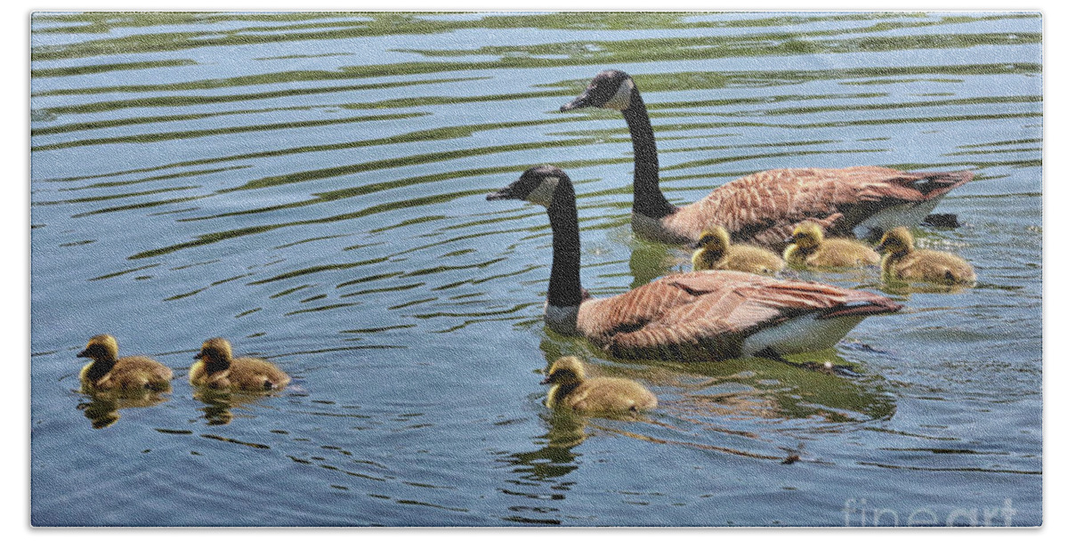 Branta Canadensis Beach Towel featuring the photograph Goslings Go for a Swim by Carol Groenen