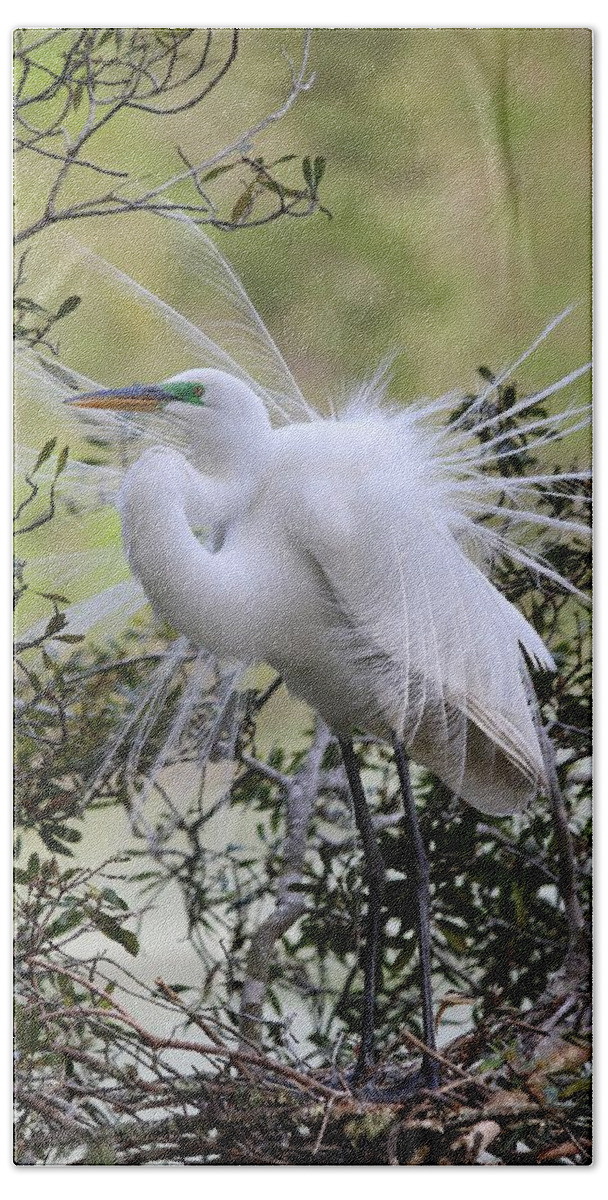 Great White Egret Beach Towel featuring the photograph Grace IN Nature II by Carol Montoya
