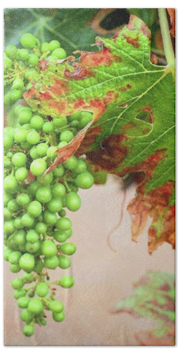 Vineyard Beach Towel featuring the photograph Grapes And Grape Leaves by J Lopez