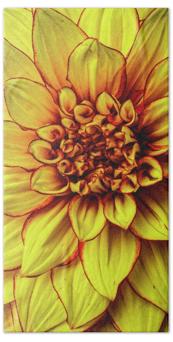 Color Beach Towel featuring the photograph Graphic Dahlia 2 by Garry Gay
