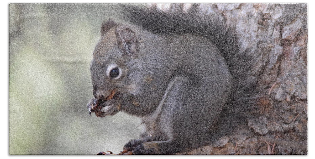 Gray_squirrel Beach Towel featuring the photograph Gray Squirrel by Margarethe Binkley