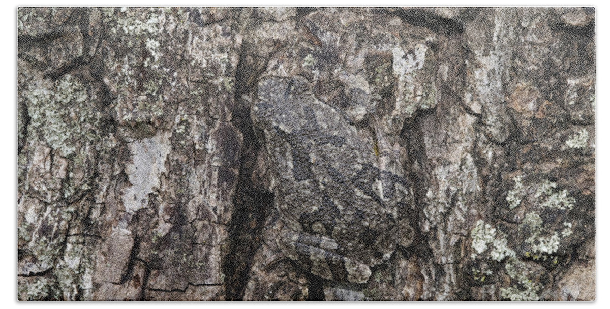 Fauna Beach Towel featuring the photograph Gray Treefrog by Kenneth M. Highfill