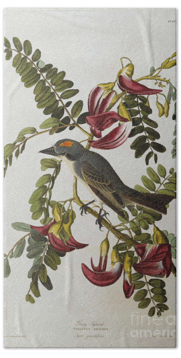 Gray Tyrant. Gray Kingbird Tyrannus Dominicensis From The Birds Of America By John James Audubon Beach Towel featuring the painting Gray Tyrant by John James Audubon