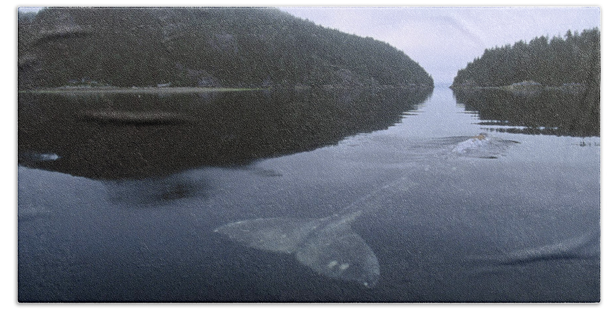 00117704 Beach Towel featuring the photograph Gray Whale Clayoquot Sound by Flip Nicklin