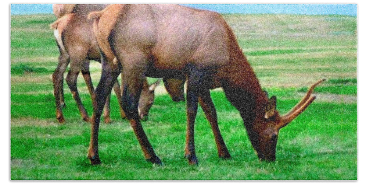 Elk Beach Sheet featuring the photograph Grazing Elk by A L Sadie Reneau