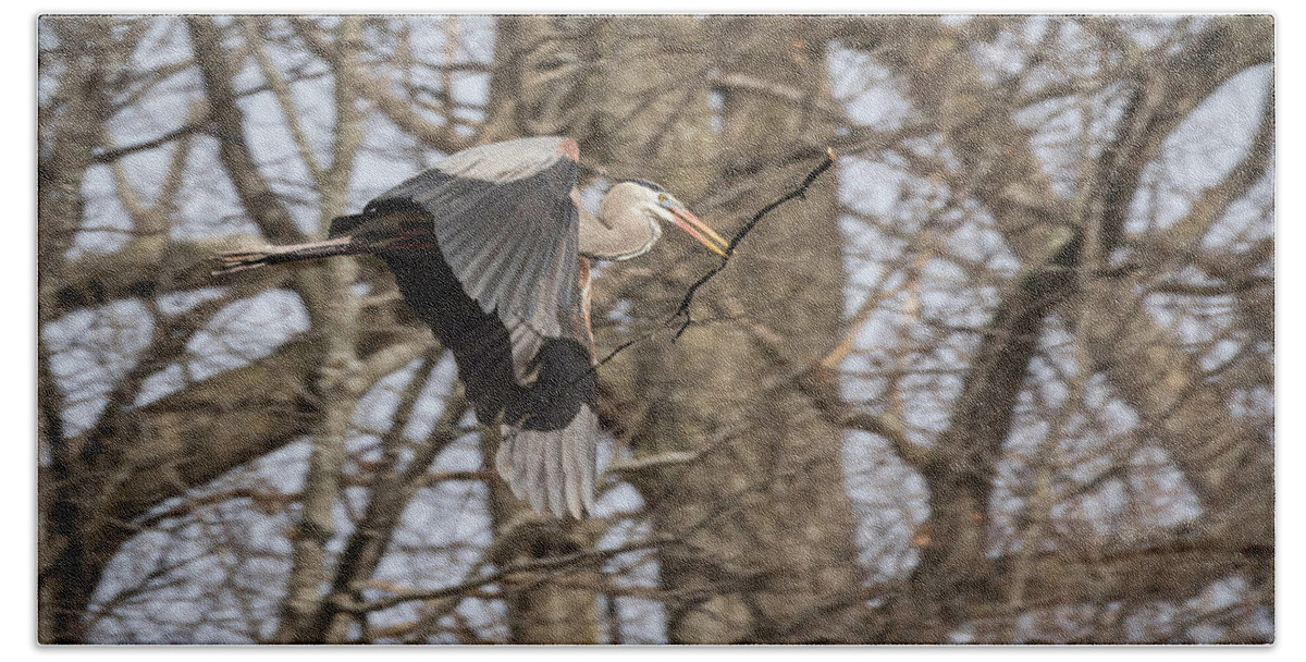 Great Blue Heron Beach Towel featuring the photograph Great Blue Heron 2014-2 by Thomas Young